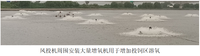風投機周圍安裝大量增氧機用于增加投飼區(qū)溶氧.png