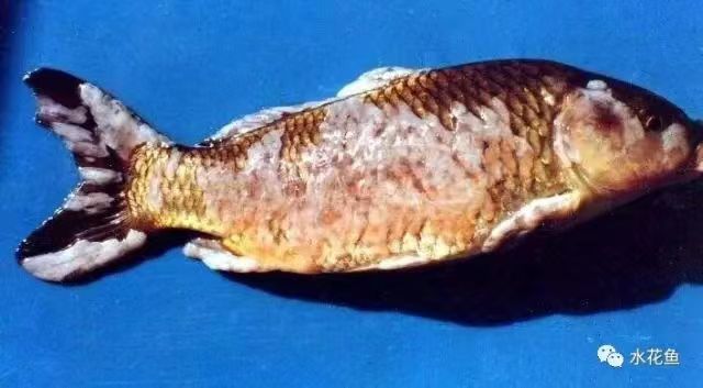 病魚(yú)2.jpg