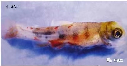 肌肉出血鮭魚(yú).jpg